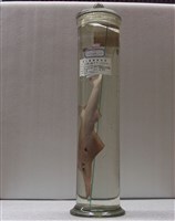 藏品(及達尖犁頭鰩)的圖片